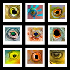 Eyes